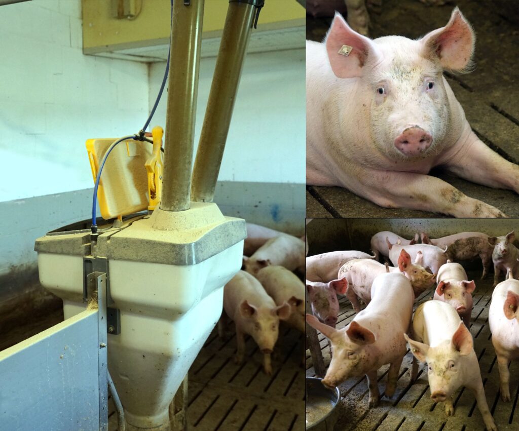 Schweine